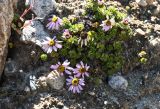 Waldheimia tridactylites. Цветущее растение. Монголия, аймак Баян-Улгий, нац. парк \"Алтай-Таван-Богд\", морена ледника Потанина, каменная осыпь, ≈ 3100 м н.у.м. 11.08.2025.