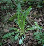 Taraxacum officinale. Растение в начале цветения. Пермский край, г. Пермь, Свердловский р-н, м-н Липовая Гора, сырой хвойный лес. 25.05.2025.
