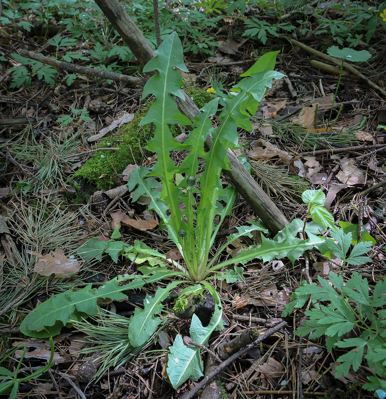 Изображение особи Taraxacum officinale.