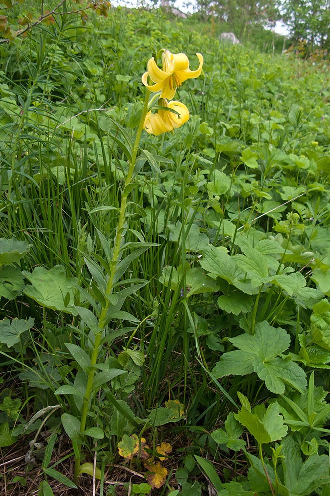 Изображение особи Lilium monadelphum.