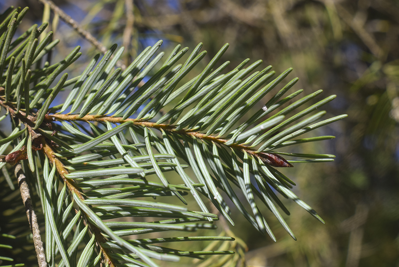Image of Pseudotsuga menziesii specimen.