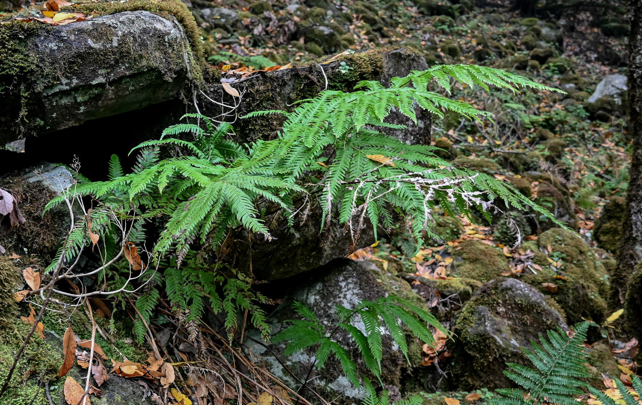 Изображение особи род Pteris.
