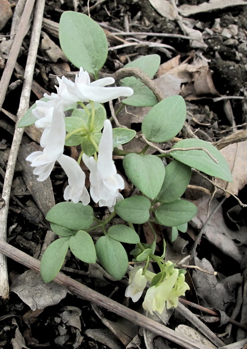 Изображение особи Corydalis repens.