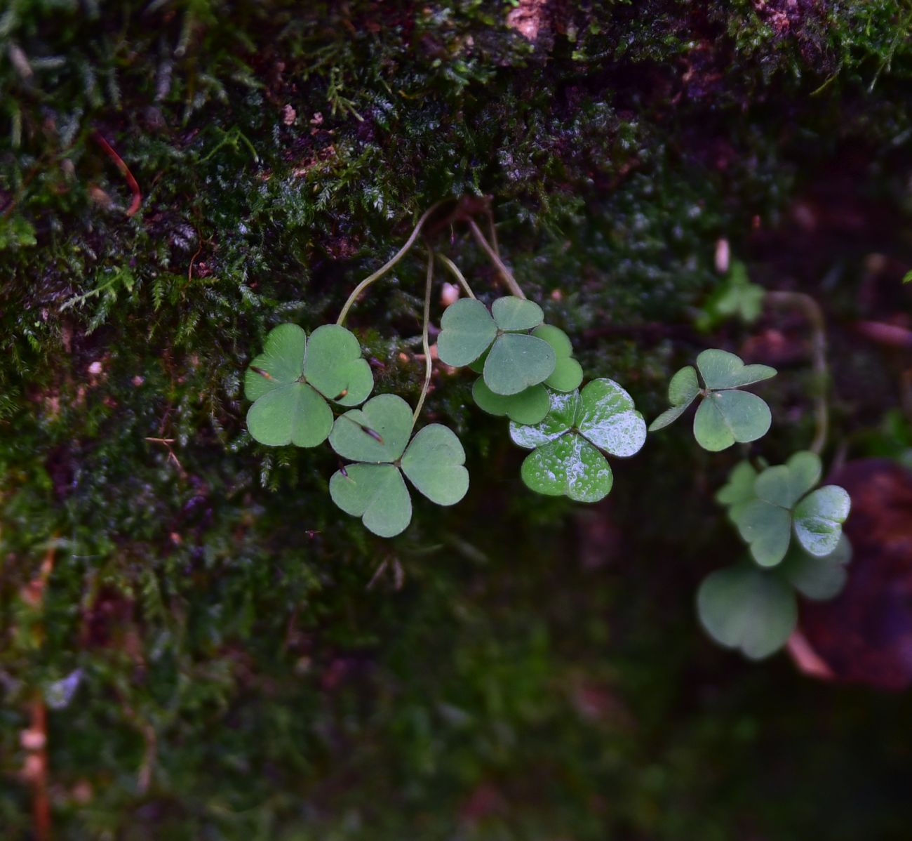 Image of Oxalis acetosella specimen.