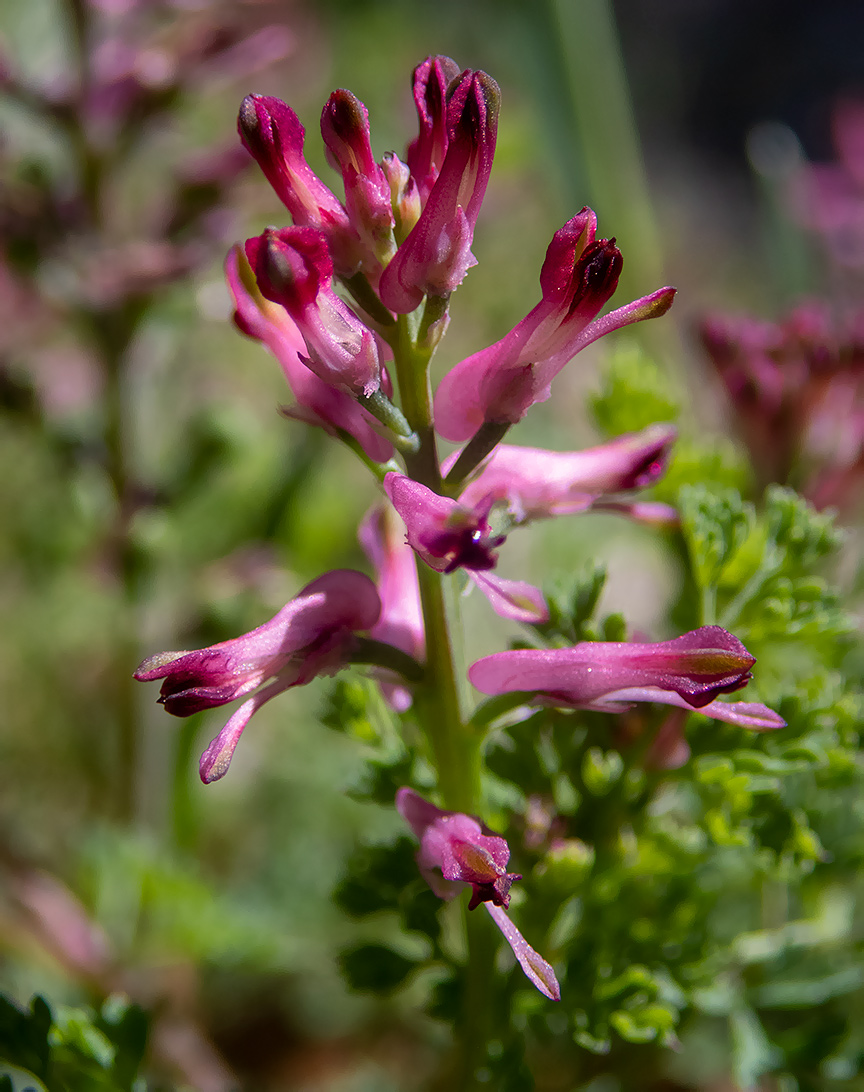 Image of genus Fumaria specimen.