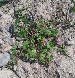 Geranium divaricatum