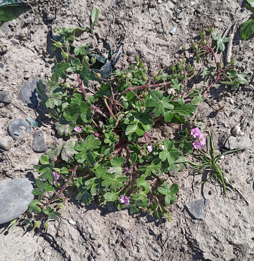 Изображение особи Geranium divaricatum.