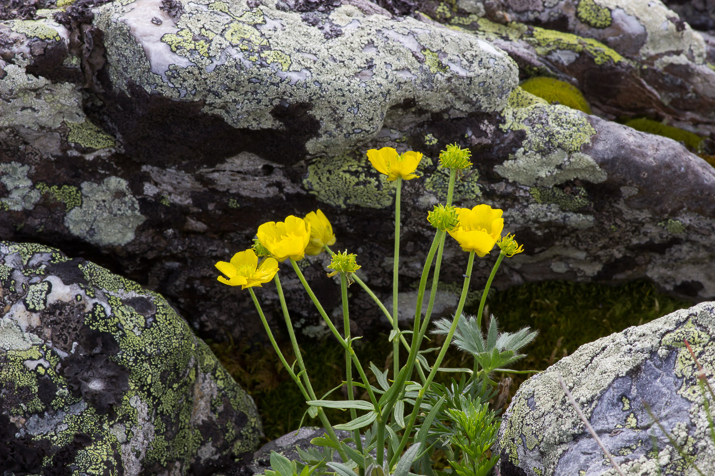 Image of genus Ranunculus specimen.