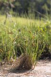 Carex rostrata. Плодоносящее растение. Карелия, восточный берег оз. Топозеро, облесённый край песчаного пляжа у границы с низинным болотом. 30.07.2025.