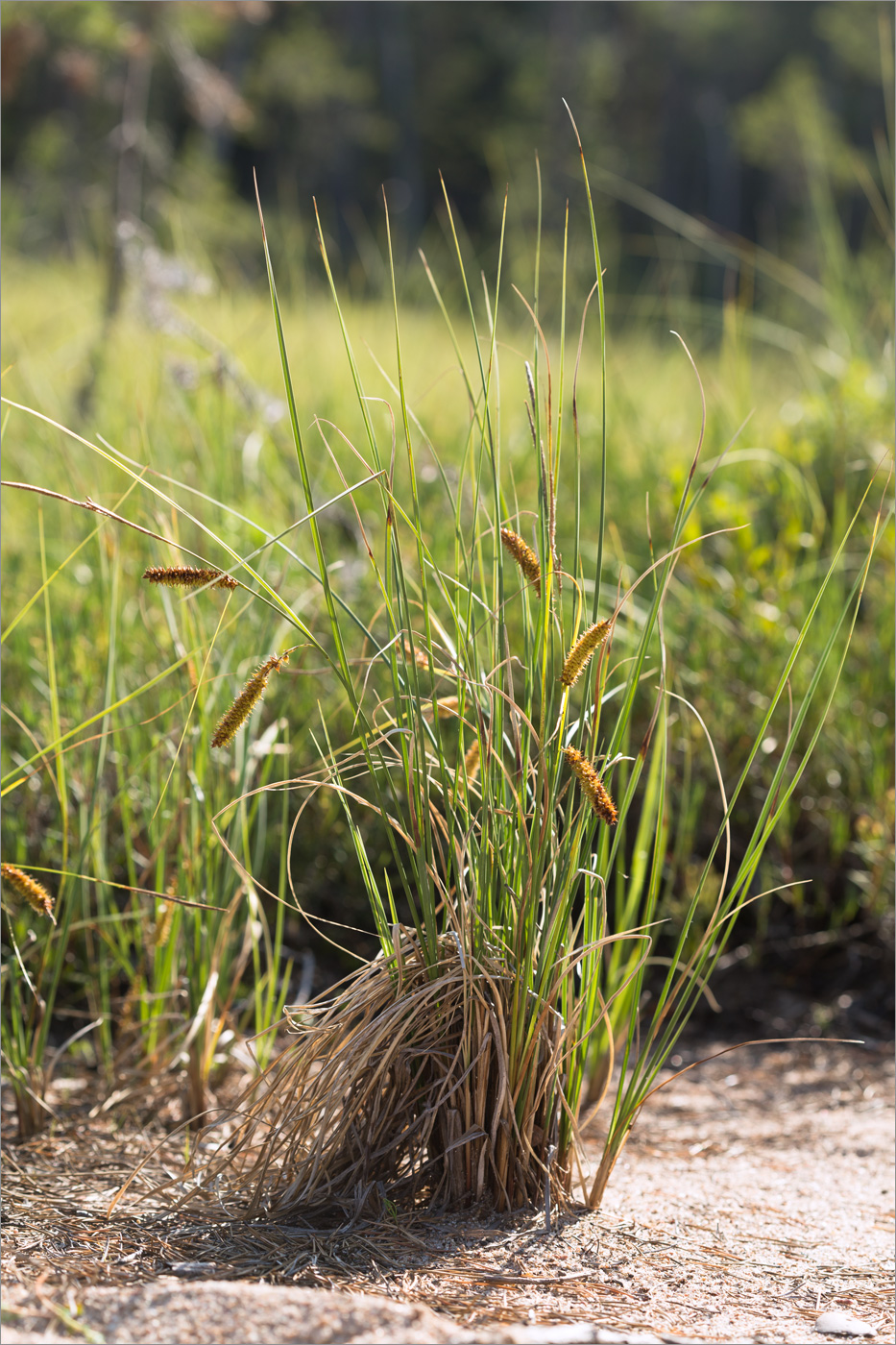 Image of Carex rostrata specimen.