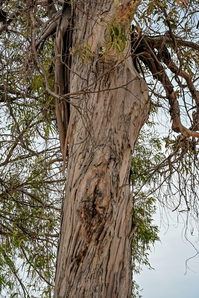 Изображение особи Eucalyptus globulus.