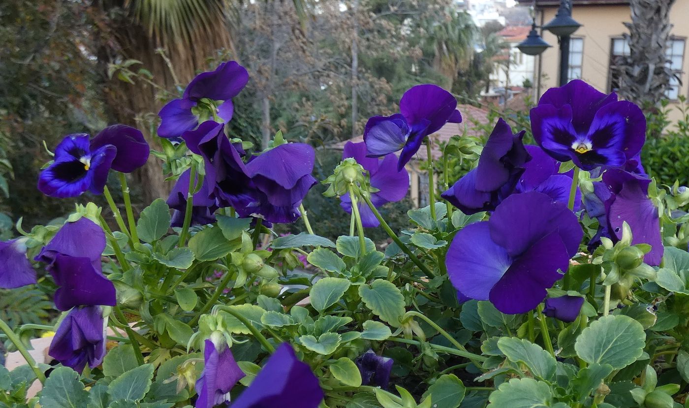 Изображение особи Viola wittrockiana.