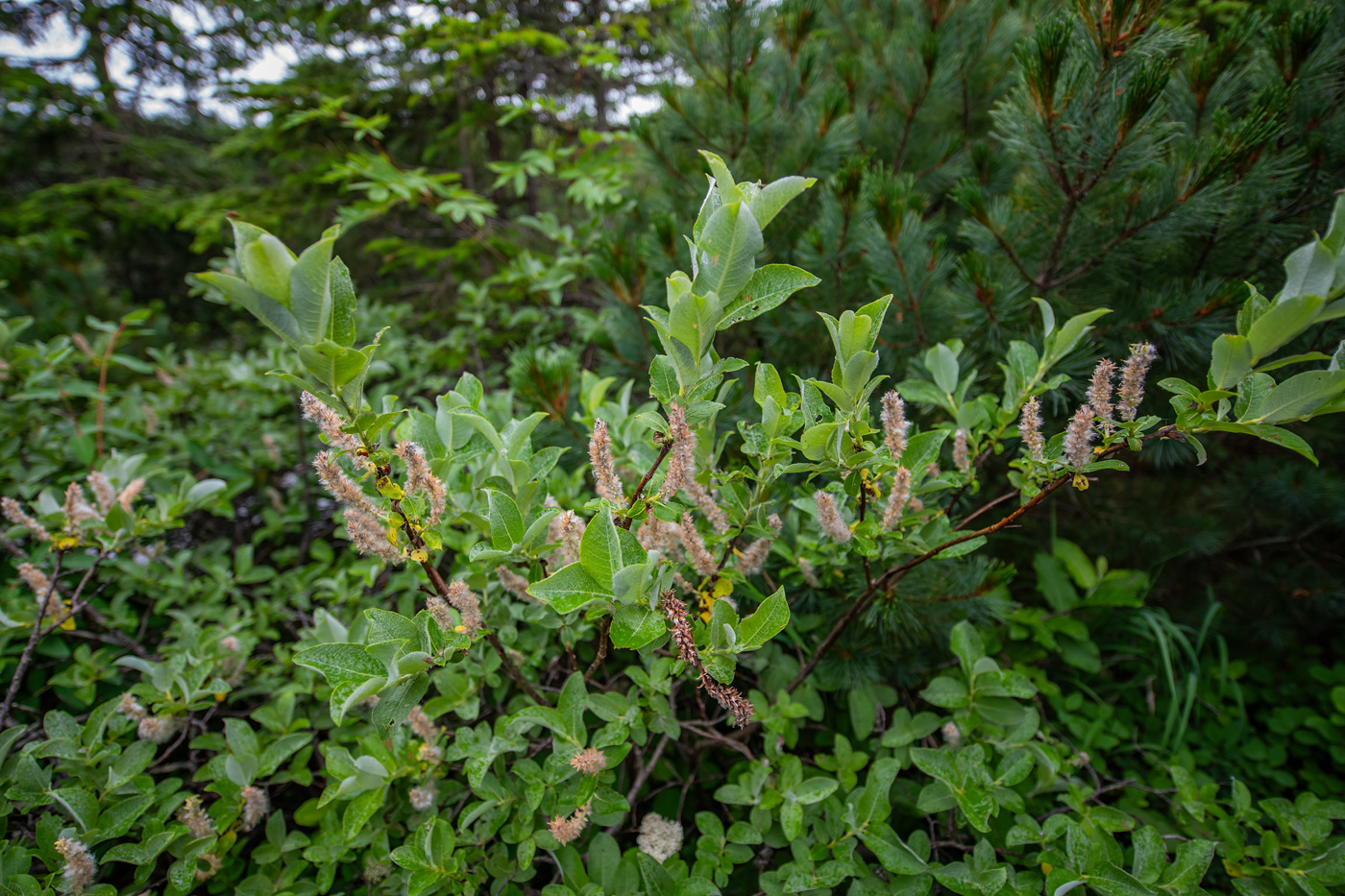 Изображение особи Salix woroschilovii.