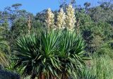 Yucca gigantea. Верхушка цветущего растения. Португалия, о-в Мадейра, пос. Рибейра-Брава, в культуре. 19.08.2025.