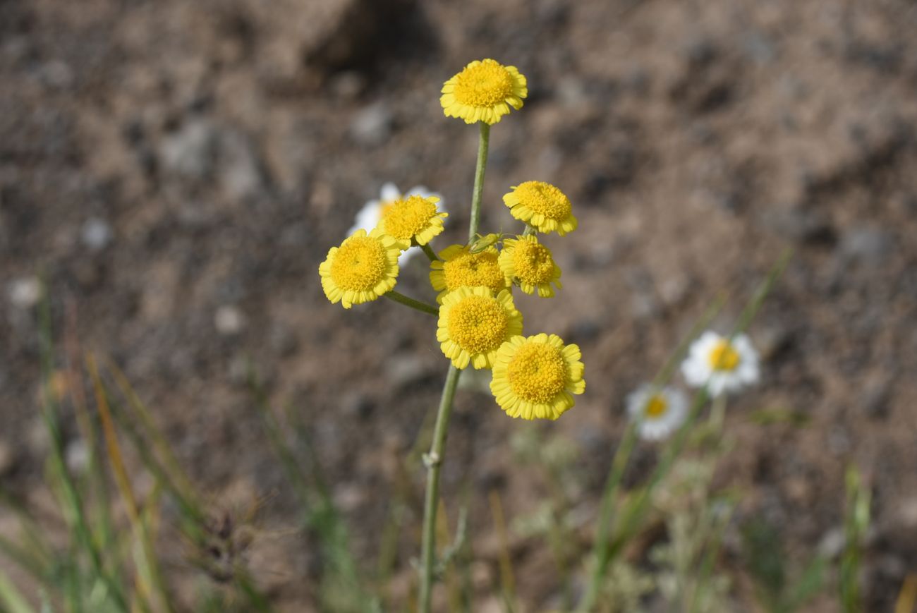 Image of Tanacetum aureum specimen.