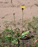 Trommsdorffia maculata. Цветущее растение. Ульяновская обл., Мелекесский р-н, окр. с. Лебяжье, сосновый бор на дюнах, вырубка под ЛЭП, обочина дороги. 09.06.2024.