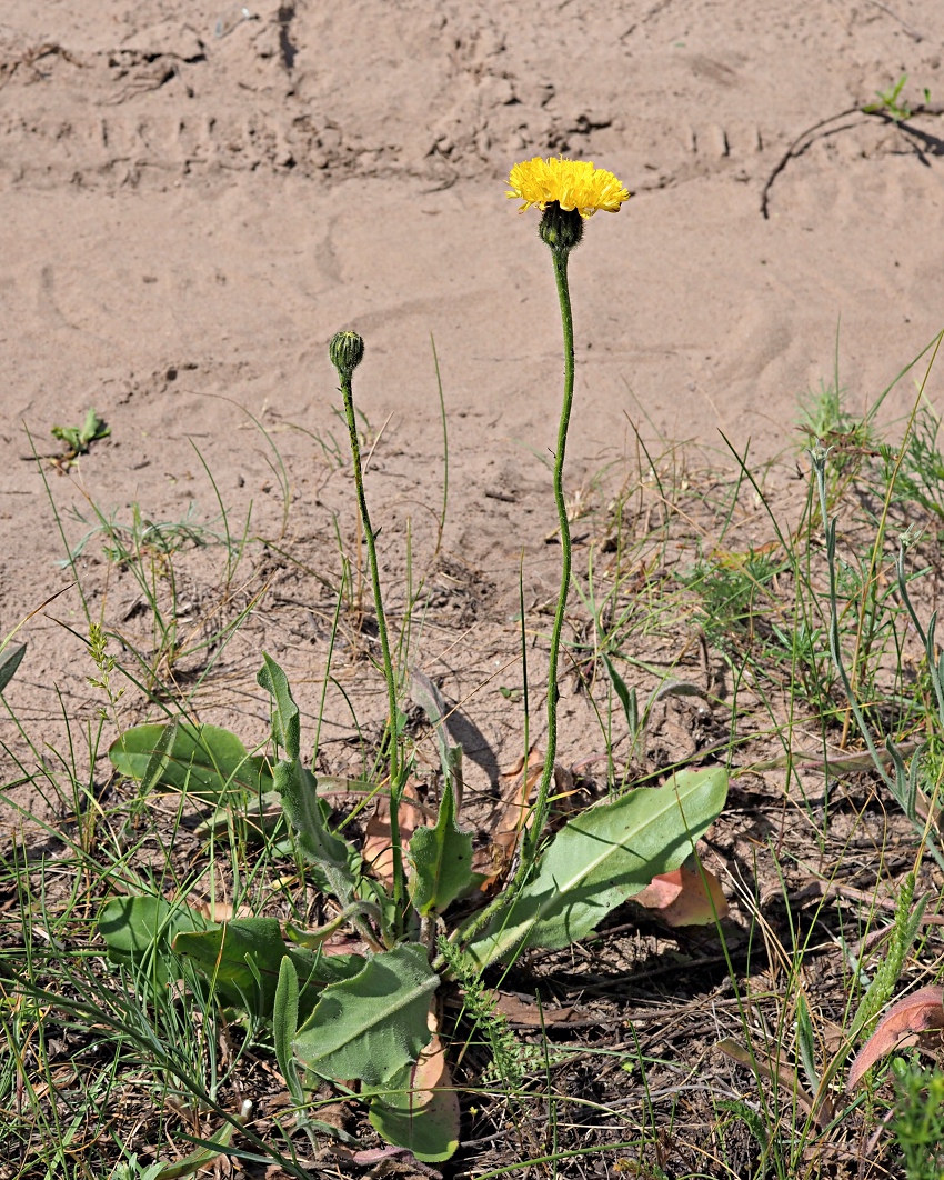 Изображение особи Trommsdorffia maculata.