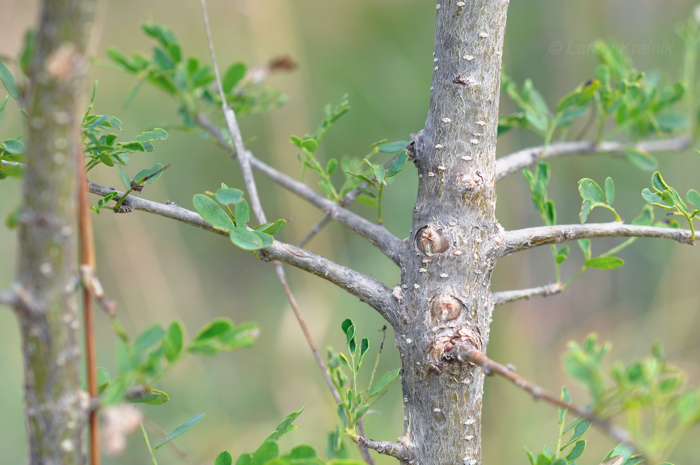 Изображение особи семейство Fabaceae.
