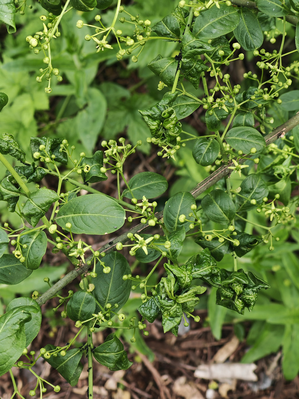 Image of Euonymus europaeus specimen.