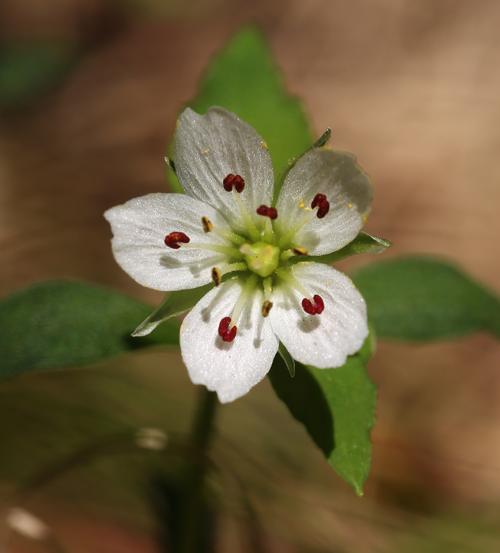 Image of Pseudostellaria heterophylla specimen.