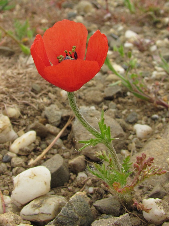 Изображение особи Papaver minus.