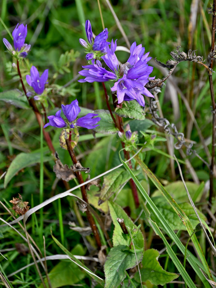 Изображение особи Campanula glomerata.