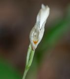 Cephalanthera longibracteata