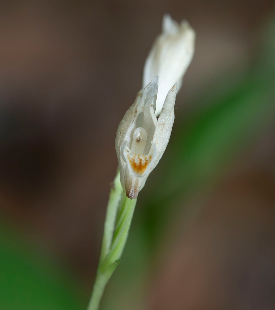 Изображение особи Cephalanthera longibracteata.