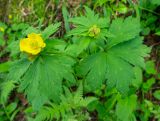 Trollius riederianus. Цветущее растение. Хабаровский край, р-н имени Лазо, массив горы Ко, выс. ≈ 1450 м н.у.м., еловый лес. 22.06.2026.