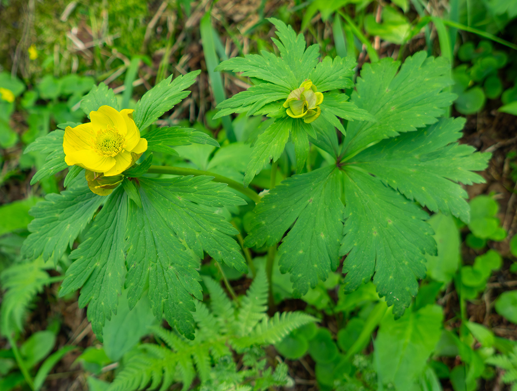 Image of Trollius riederianus specimen.