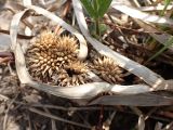 Sparganium emersum. Прошлогодние соплодия. Хабаровский край, г. Комсомольск-на-Амуре, заболоченная обочина дороги. 23.05.2026.