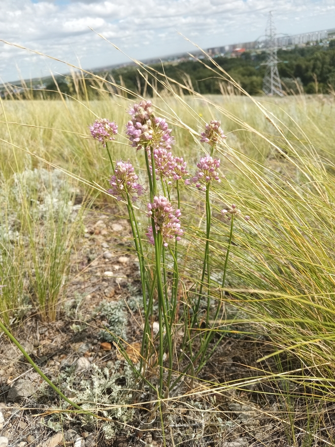 Image of Allium cretaceum specimen.