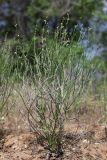 Dodartia orientalis