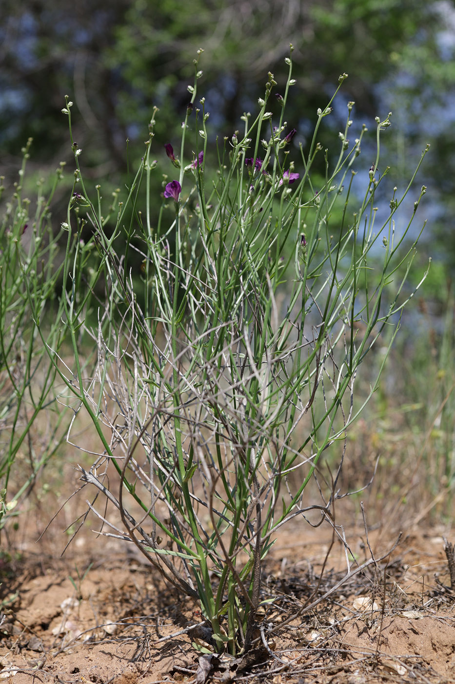 Изображение особи Dodartia orientalis.