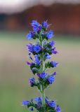 Echium vulgare