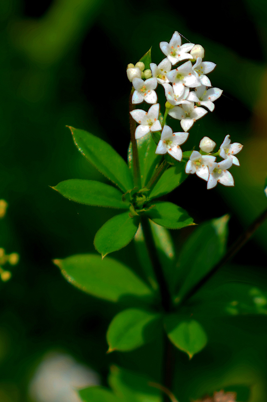 Image of Galium rivale specimen.