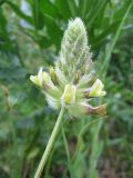 Astragalus kirilovii. Соцветие. Казахстан, Абайская обл., Аягозский р-н; вост. отроги Тарбагатая, массив Конурчаулы, основание склона южной экспозиции, степь. 9 мая 2026 г.