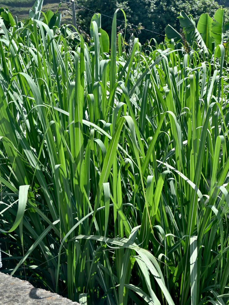Изображение особи Saccharum officinarum.