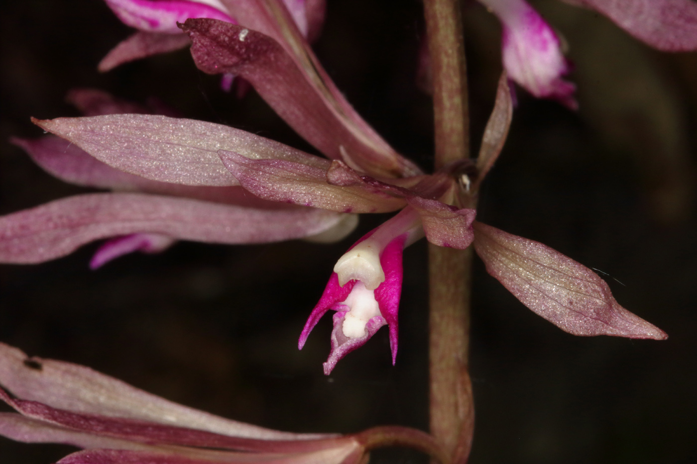 Изображение особи Cremastra appendiculata var. variabilis.