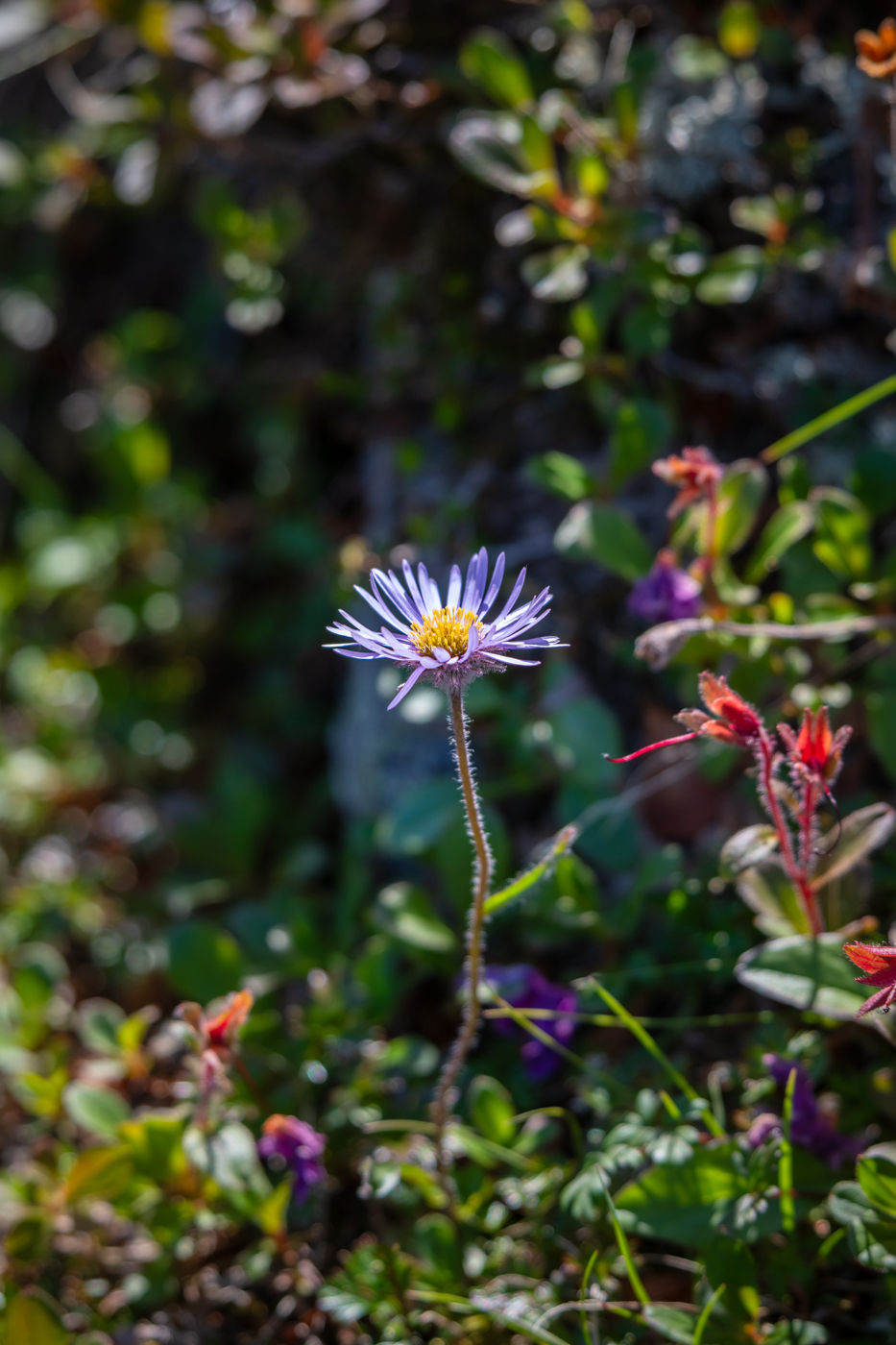 Image of genus Aster specimen.