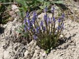 Polygala amarella