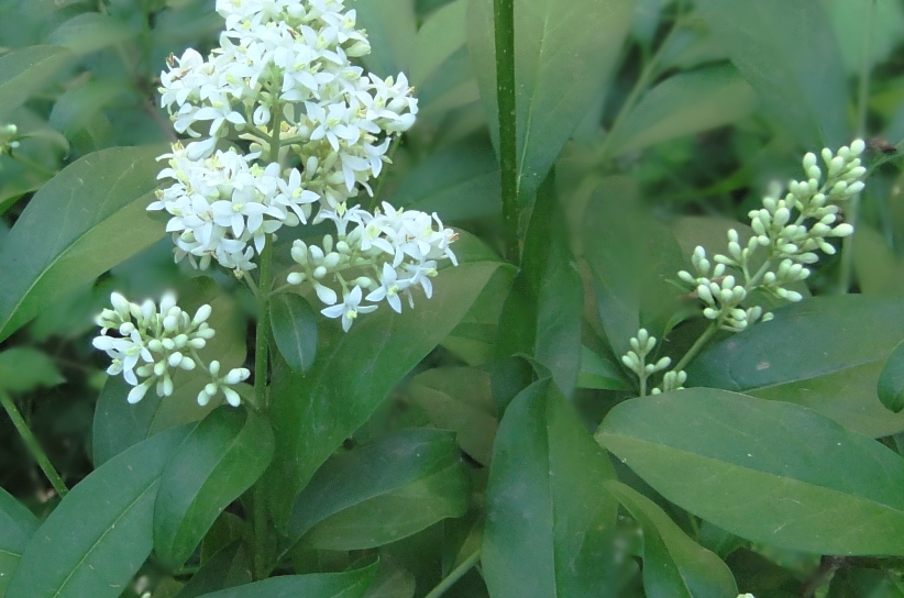 Изображение особи Ligustrum vulgare.