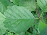 Alnus glutinosa