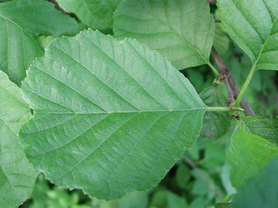 Image of Alnus glutinosa specimen.