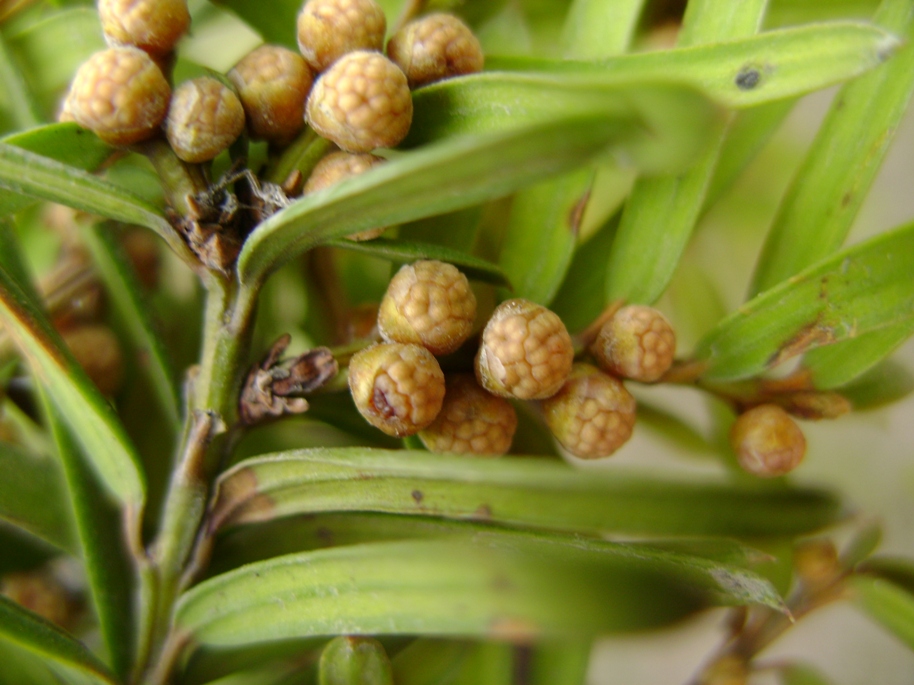 Image of Taxus cuspidata specimen.