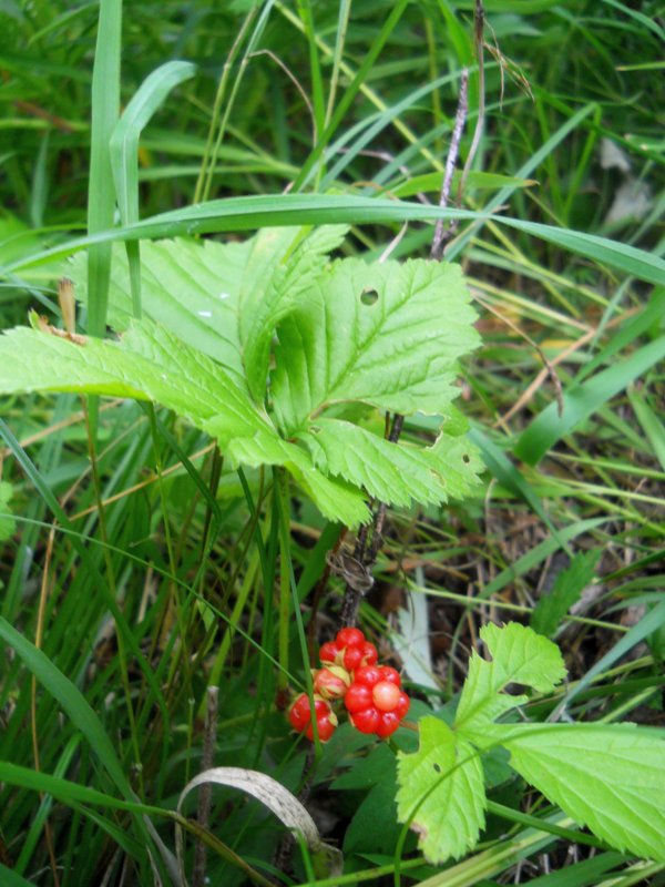 Изображение особи Rubus saxatilis.