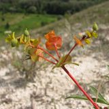 Euphorbia petrophila