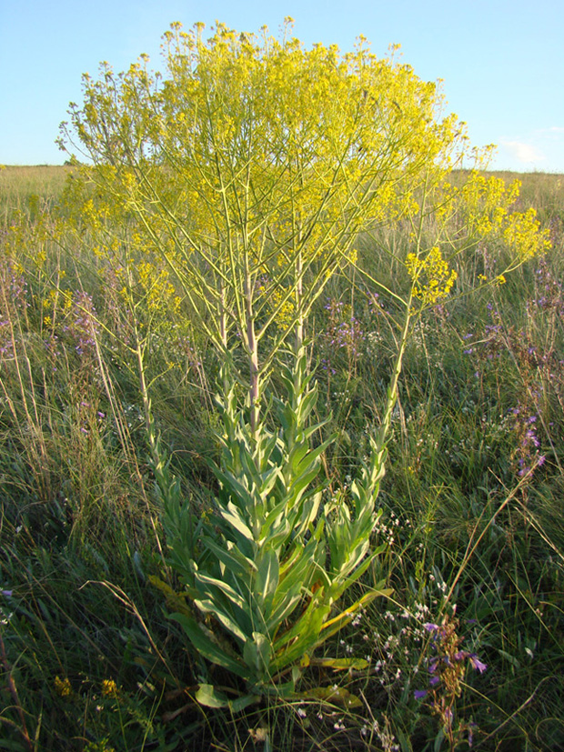 Изображение особи Isatis campestris.