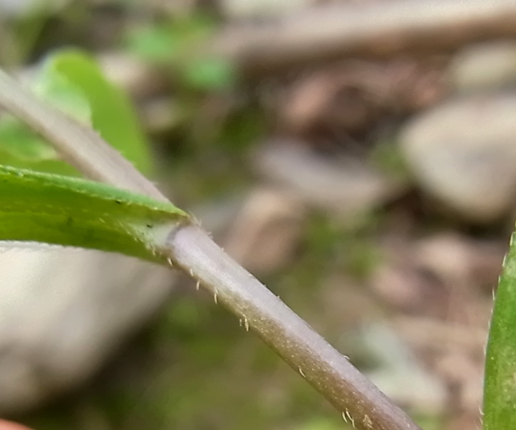 Image of genus Myosotis specimen.