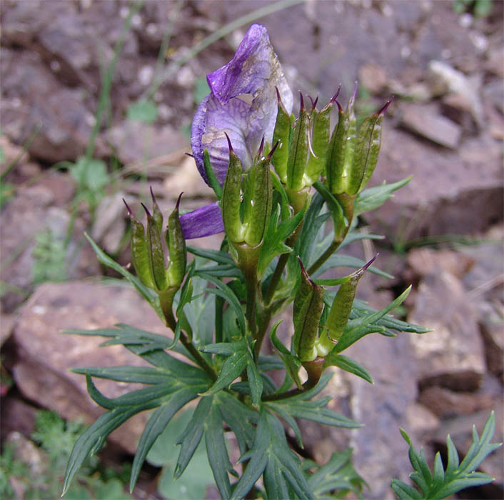 Изображение особи Aconitum cymbulatum.